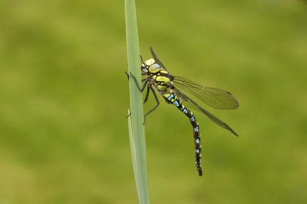 Vendedor del sur o aeshna, Aeshna cyanea — Foto de Stock