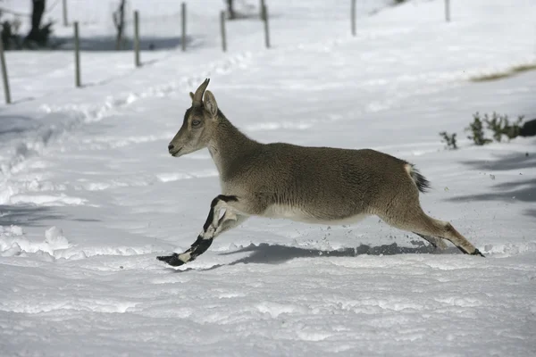 Ibex — Stock Photo, Image