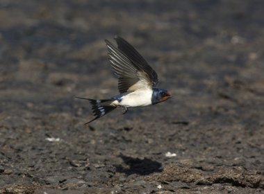 Kırlangıç, hirundo rustica