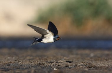 Kırlangıç, hirundo rustica