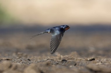Kırlangıç, hirundo rustica