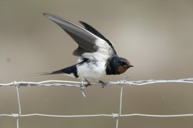 Kırlangıç, hirundo rustica