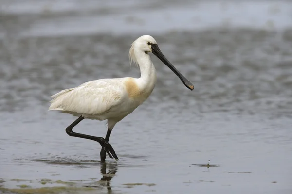 Colhereiro, platalea leucorodia — Fotografia de Stock