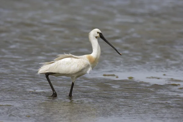 Skedstork, platalea leucorodia — Stockfoto