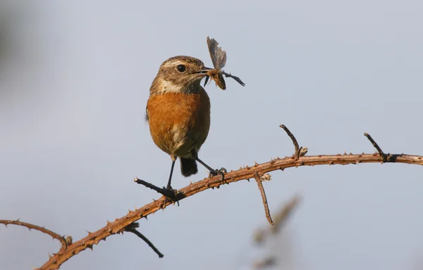 Buskskvätta saxicola torquata — Stockfoto