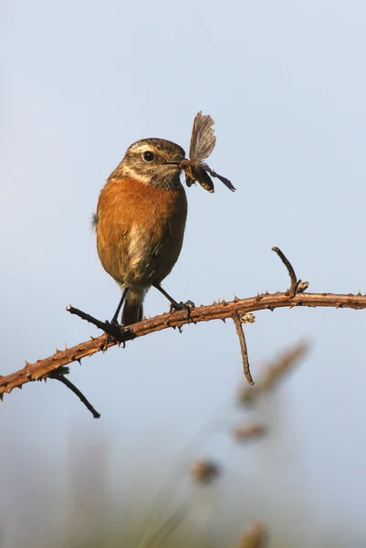 Bramborníček černohlavý, saxicola torquata — Stock fotografie