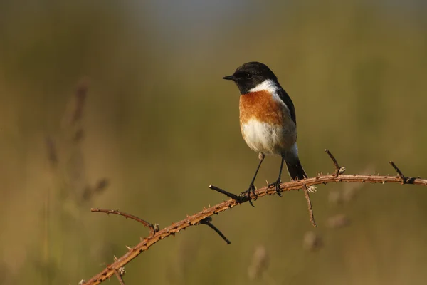 Cartaxo, saxicola torquata — Fotografia de Stock