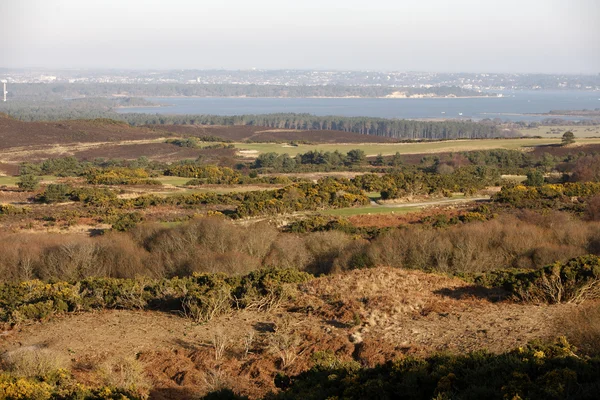 Bruyère de Studland — Photo