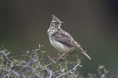 Thekla toygar, galerida theklae