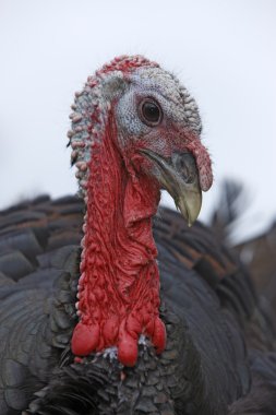 Yurtiçi Türkiye