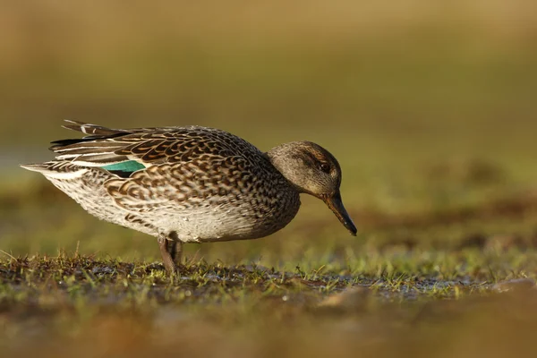 Teal, Anas crecca — Stockfoto