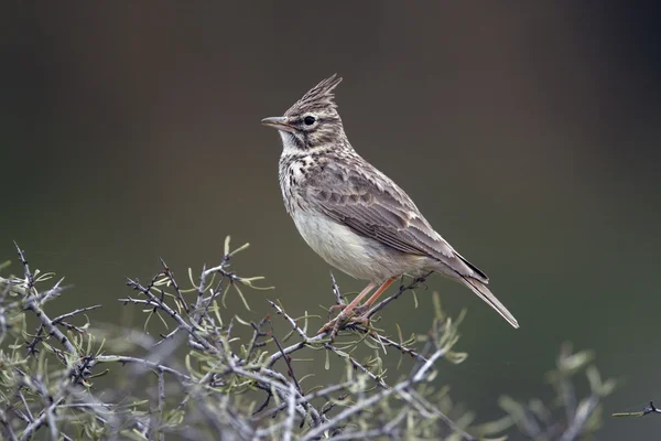 Thekla toygar, galerida theklae