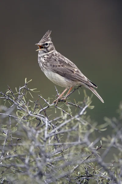 Thekla lark, Galerida theklae — Stock Photo, Image