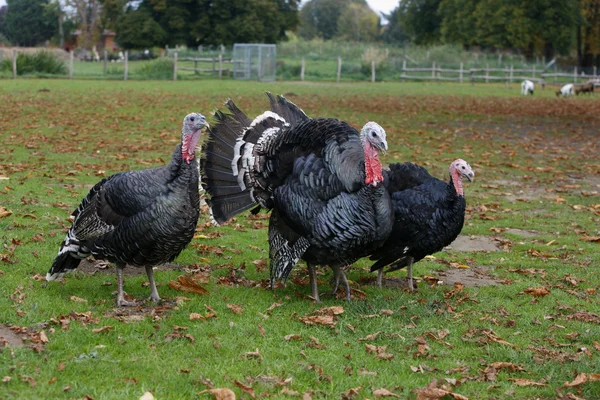 Domestic turkey — Stock Photo, Image