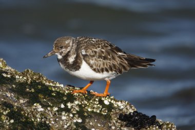 Turnstone, Arenaria interpres
