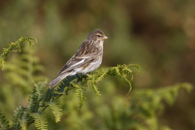 Sarı gagalı keten kuşu, carduelis flavirostris