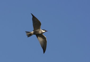 Bıyıklı sumru, chlidonias hybridus