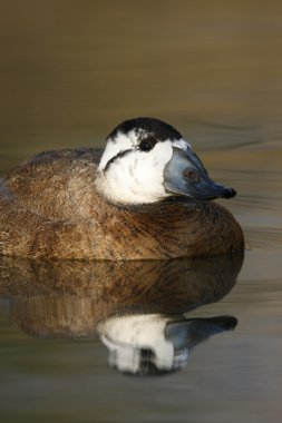 beyaz başlı ördek, oxyura leucocephala