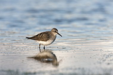 AK sokumlu kum kuşu, calidris fuscicollis
