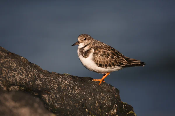 Turnstone，蚤 interpres — 图库照片