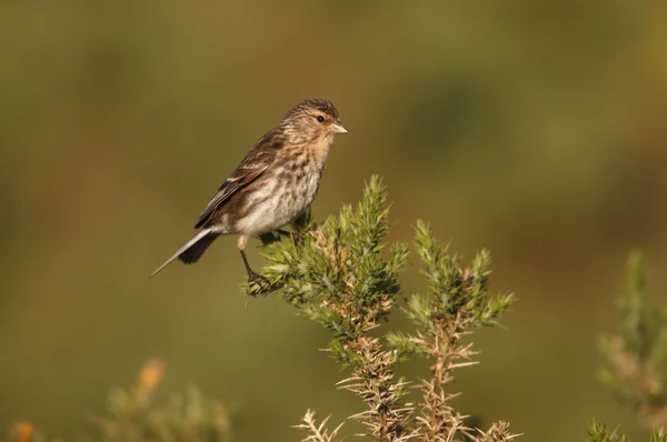 Pardillo piquigualdo, carduelis flavirostris —  Fotos de Stock