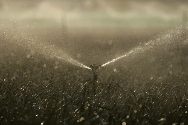 Water sprinklers op gewassen — Stockfoto
