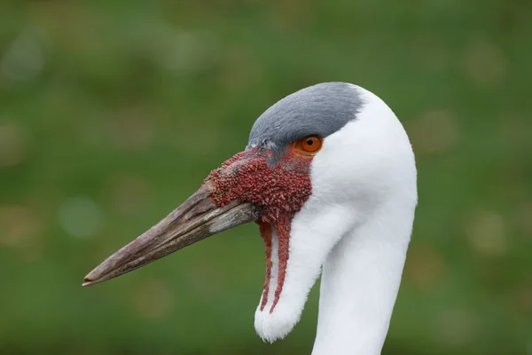 Серёжчатый журавль, grus carunculatus — стоковое фото