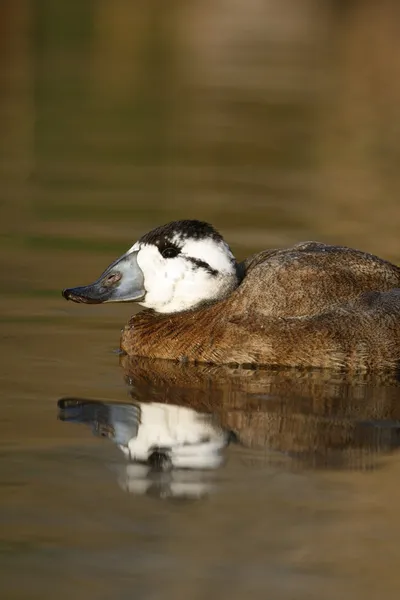 Białej kapusty kaczka, oxyura leucocephala — Zdjęcie stockowe