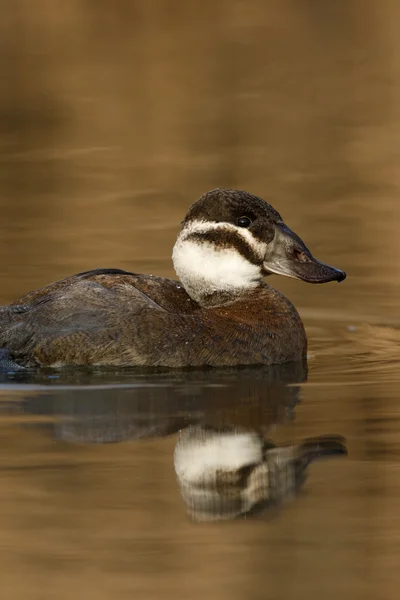 Białej kapusty kaczka, oxyura leucocephala — Zdjęcie stockowe