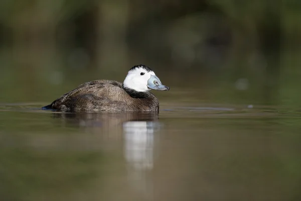 Canard à tête blanche, Oxyura leucocephala — Photo