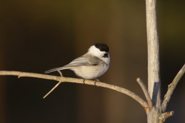 Söğüt baştankara, parus montanus borealis