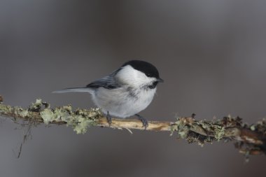Söğüt baştankara, parus montanus borealis