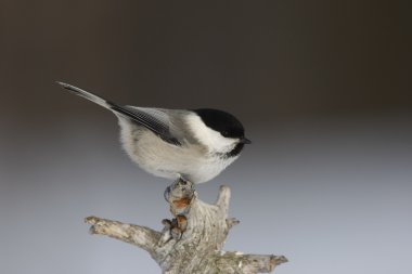 Söğüt baştankara, parus montanus borealis