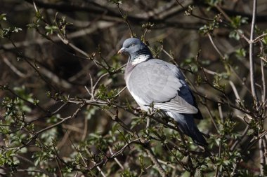 Tahta güvercin, Columba Palumbus