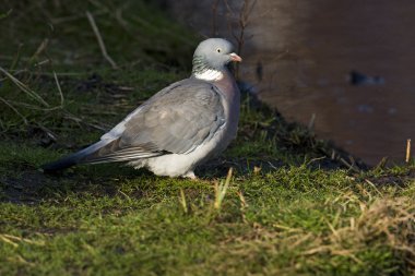 Tahta güvercin, Columba Palumbus