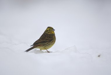 Yellowhammer, Emberiza citrinella