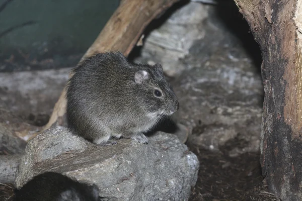 Dziki cavy, cavia aperea — Zdjęcie stockowe