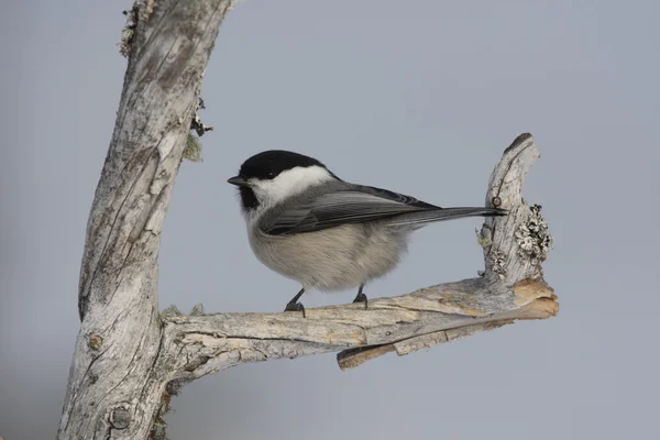 Ивовая синица, Parus montanus borealis — стоковое фото