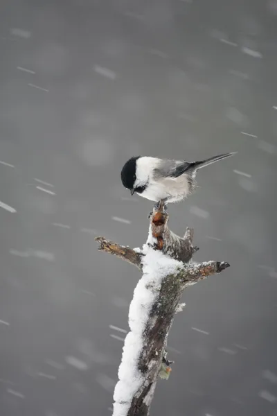 Söğüt baştankara, parus montanus borealis — Stok fotoğraf