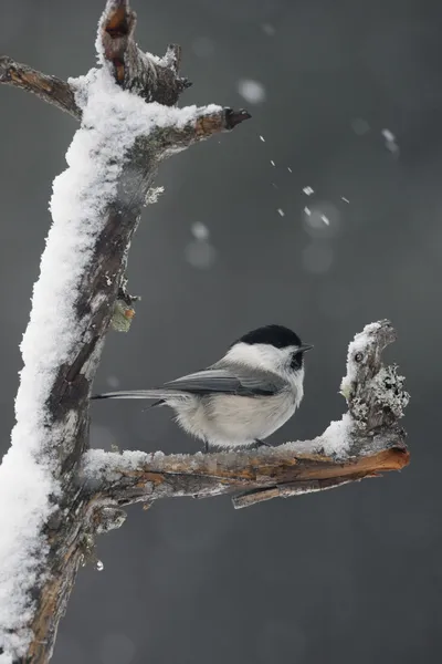 Ιτιά tit, parus montanus borealis — Φωτογραφία Αρχείου