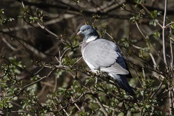 Wood pigeon, Columba palumbus — Stock Photo, Image