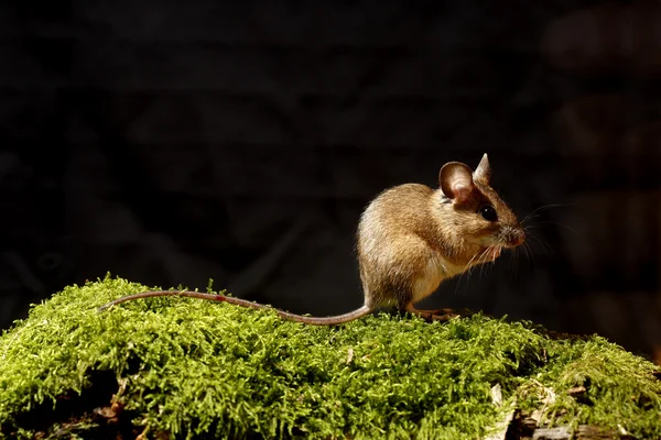 Mysz zaroślowa, apodemus sylvaticus — Zdjęcie stockowe