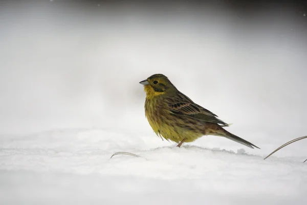 Escribano cerillo, emberiza citrinella — Foto de Stock