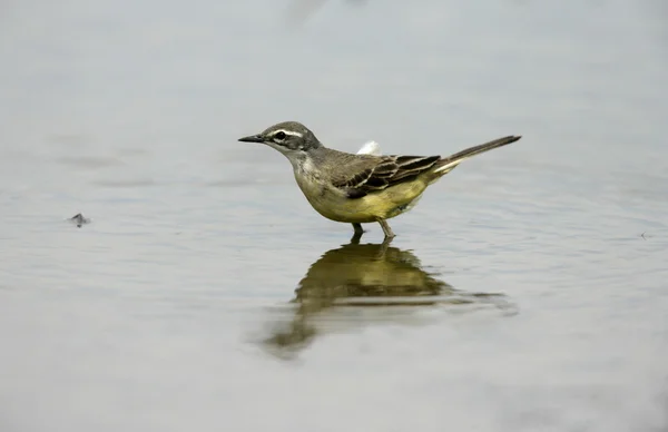 Queue d'aigle jaune, Motacilla flava — Photo