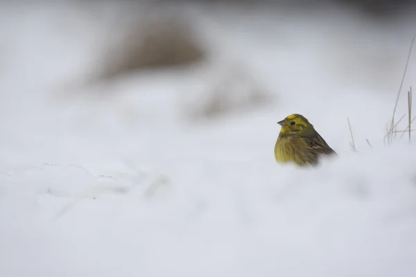 Escribano cerillo, emberiza citrinella — Foto de Stock