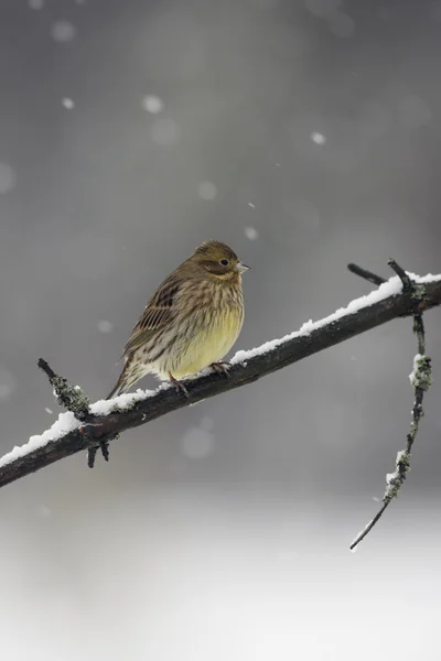 Escribano cerillo, emberiza citrinella —  Fotos de Stock