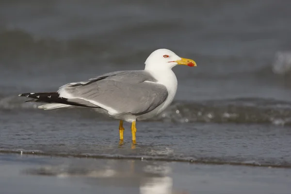 Gul-legged gull, larus cachinnans — Stockfoto