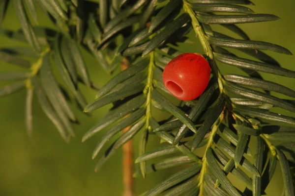 Yew tree, Taxus baccata — Stock Photo, Image