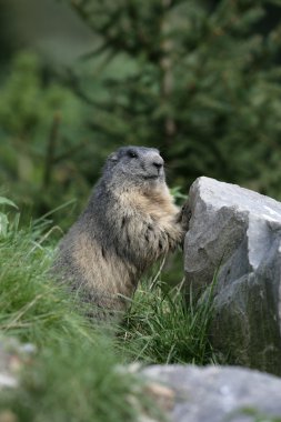 Alp Dağ sıçanı, marmota marmota