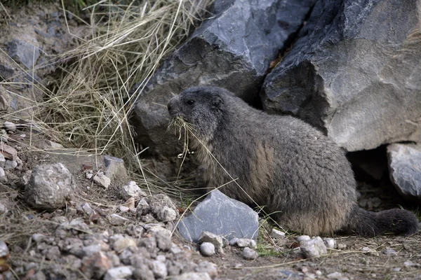 Marmota alpina, Marmota marmota — Foto de Stock